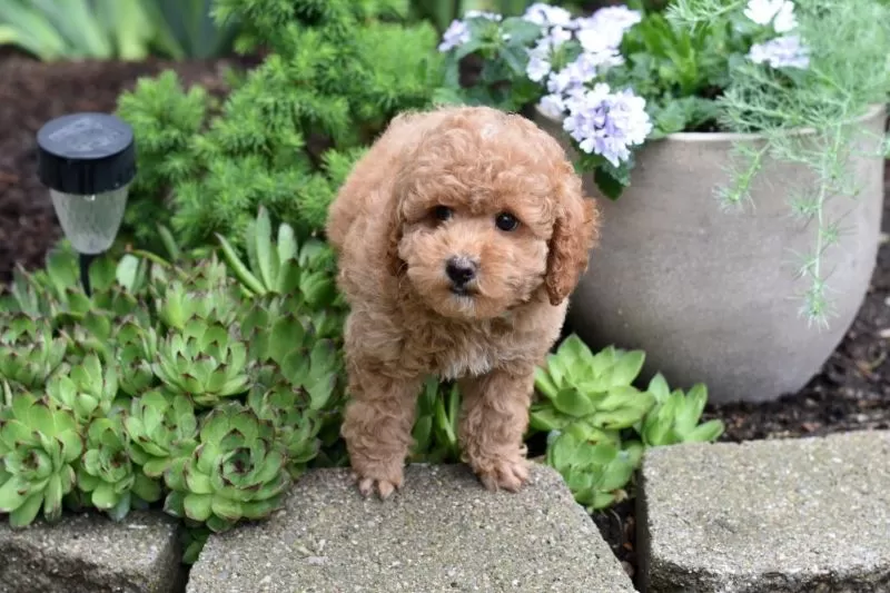 Biscuit