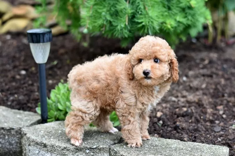 Biscuit