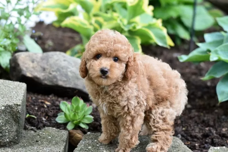 Biscuit