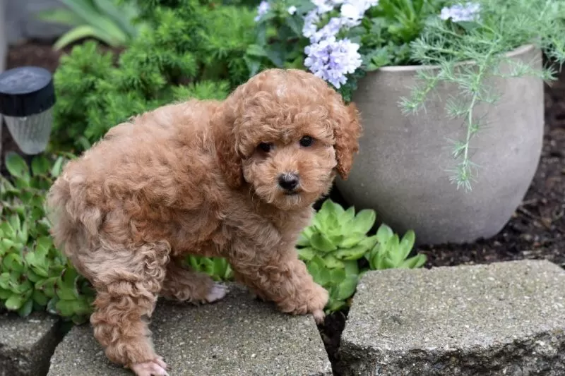 Biscuit