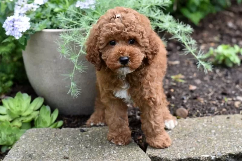 Puppy Name: Barney