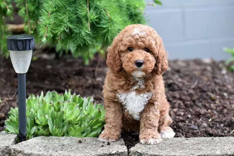 Puppy Name: Buster