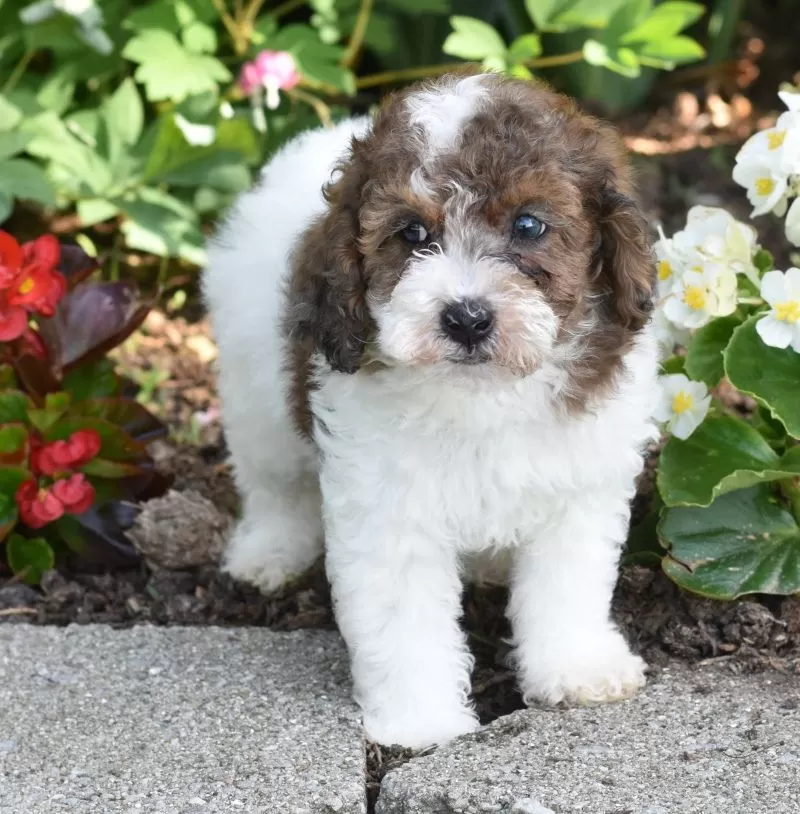 Archie