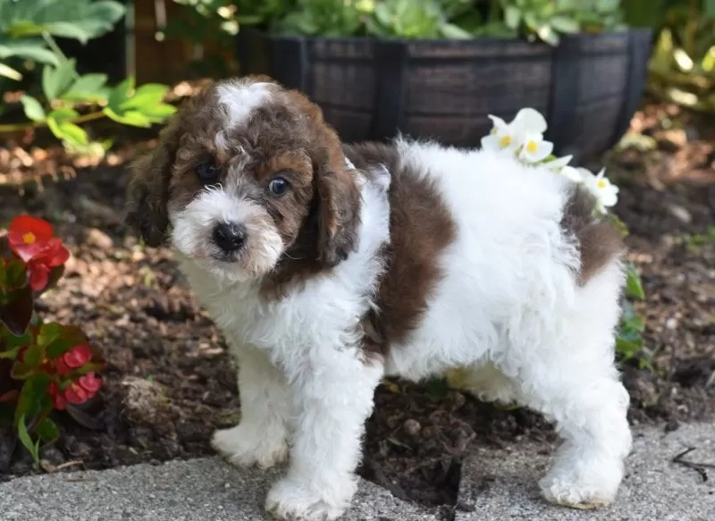 Archie