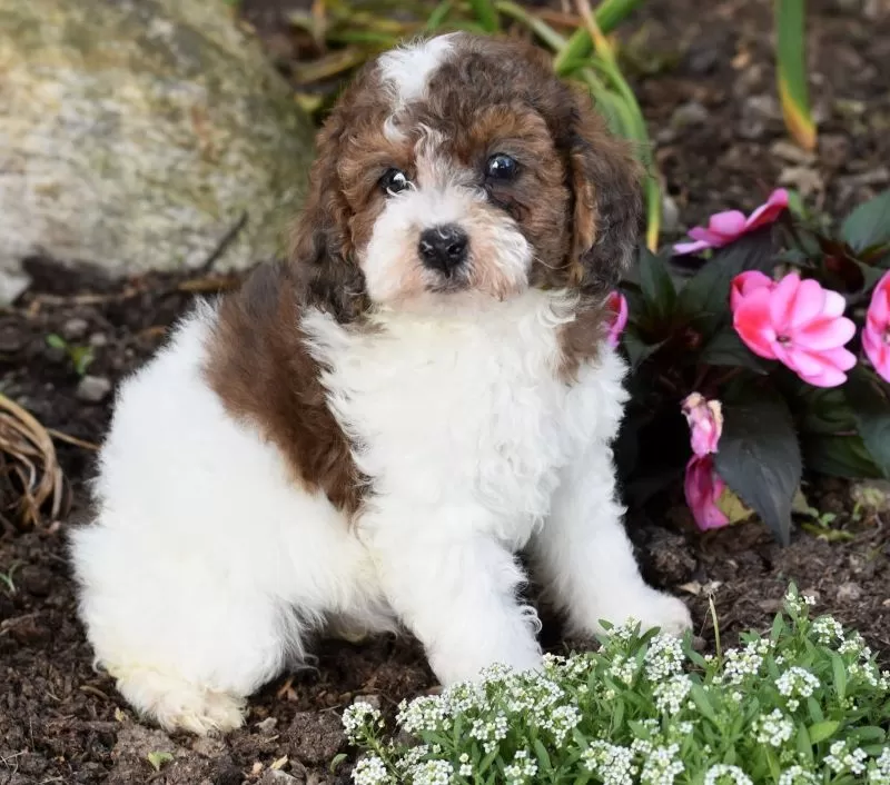 Archie