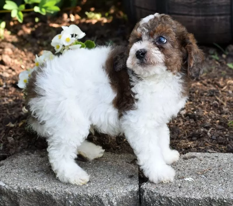 Archie