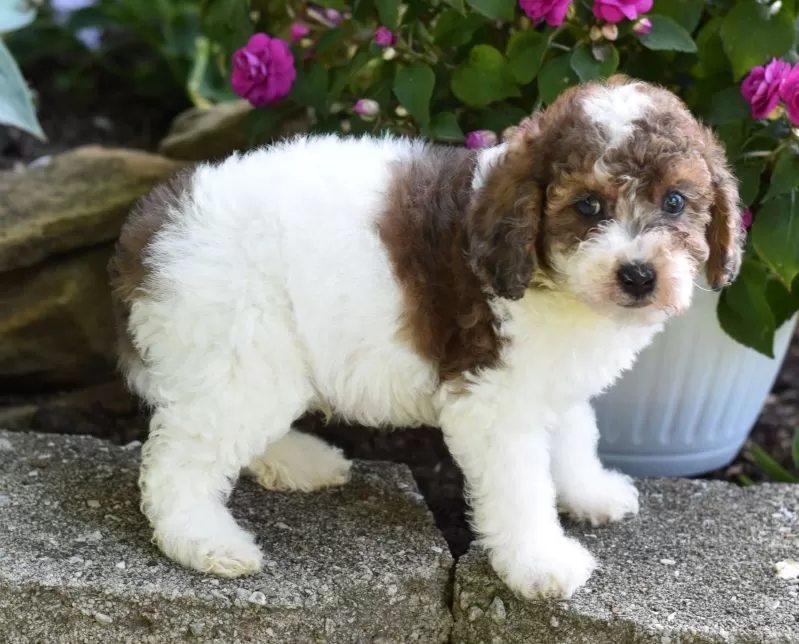 Archie