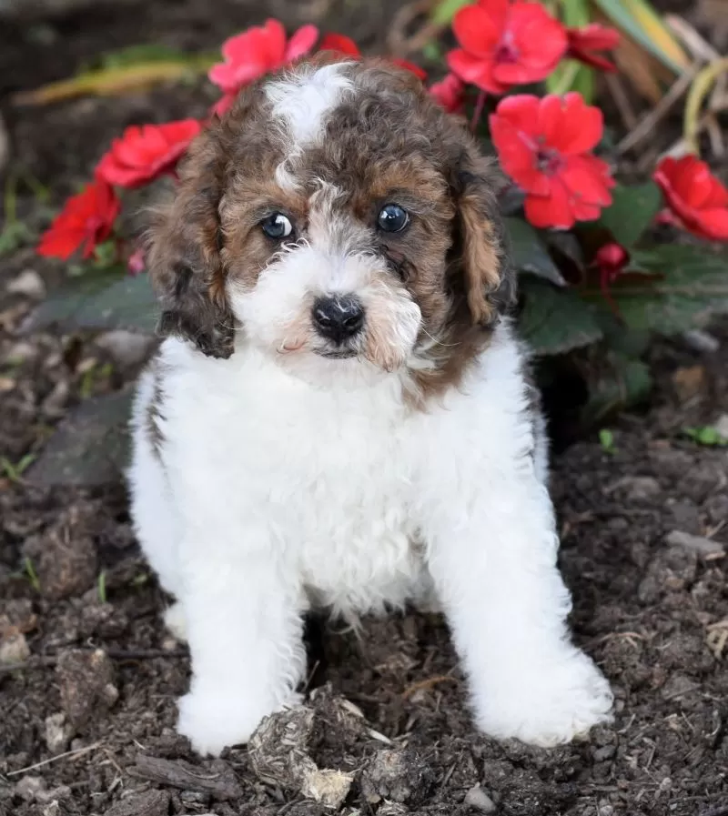 Archie