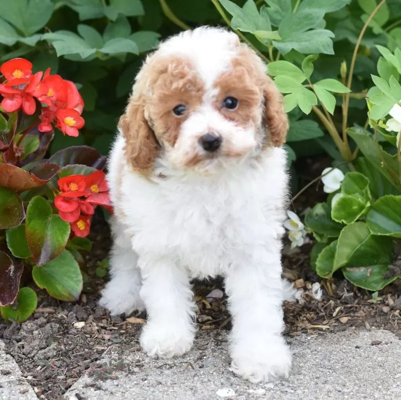 Puppy Name: Daisy