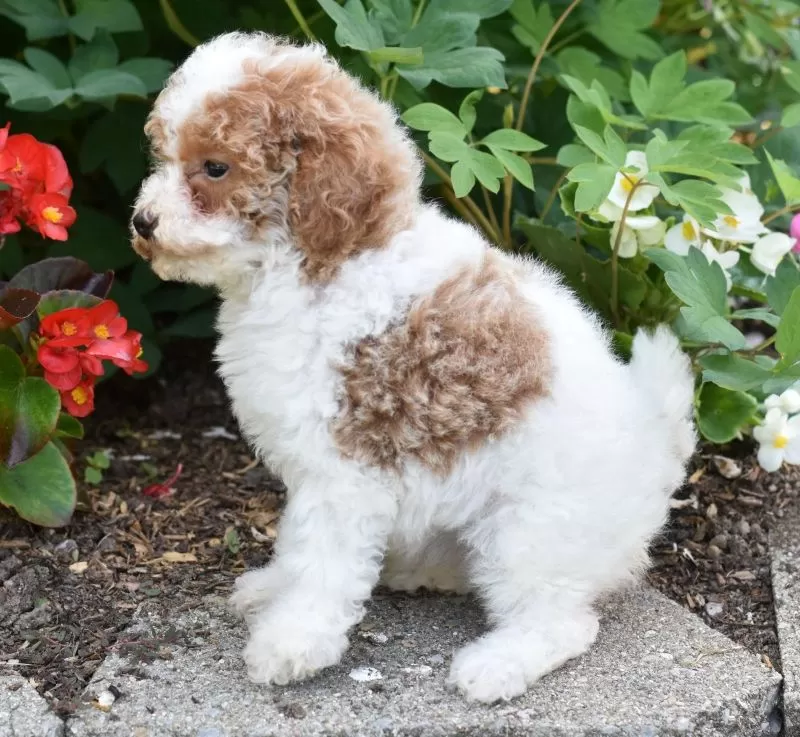 Daisy