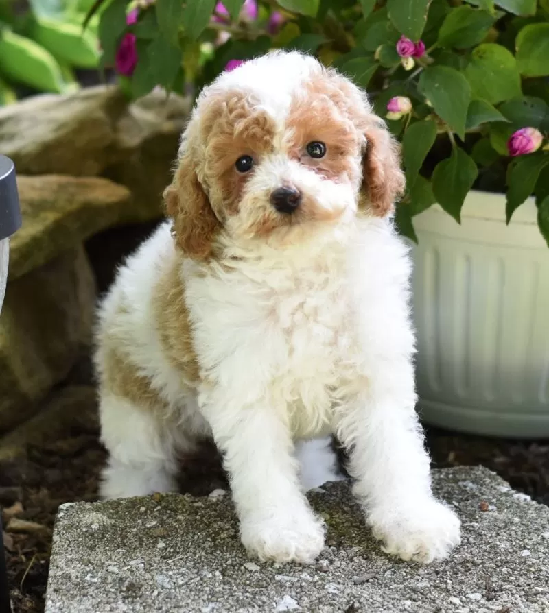 Daisy