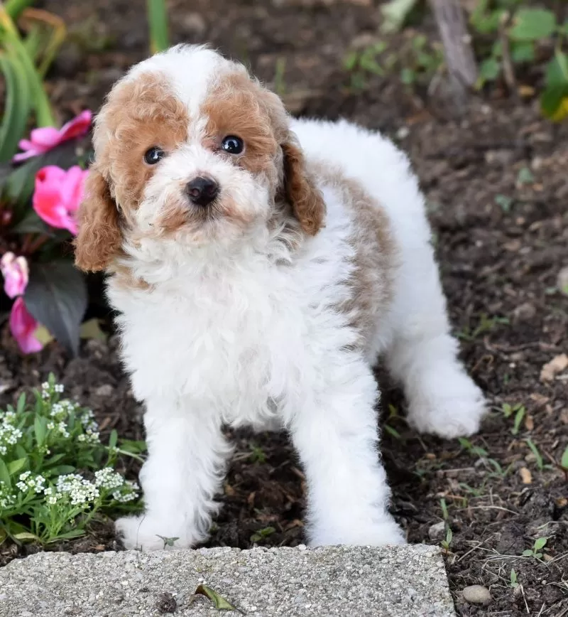 Daisy