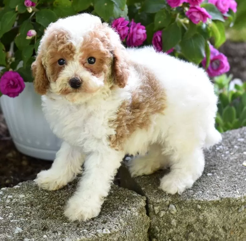 Daisy