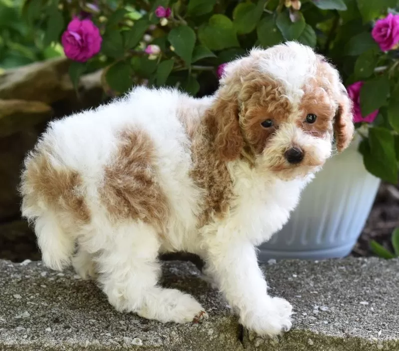 Daisy