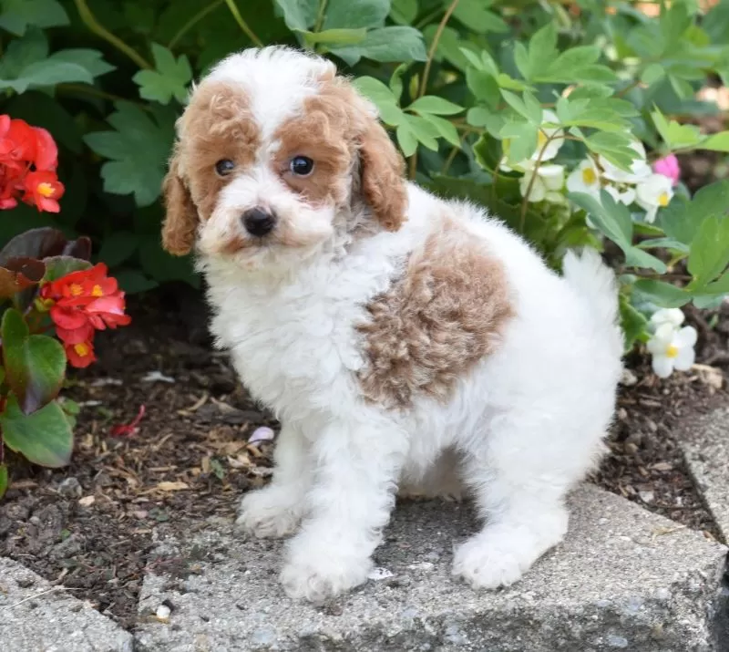 Daisy