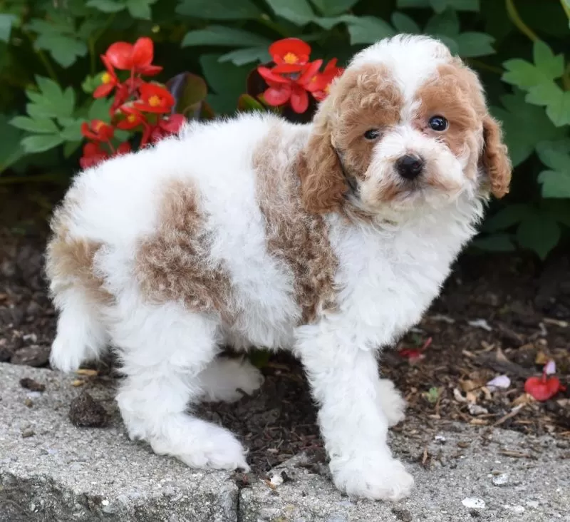 Daisy