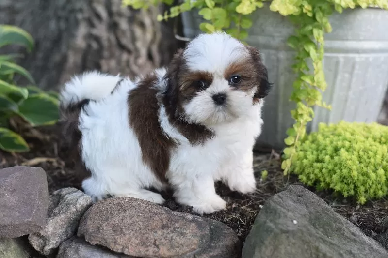 Puppy Name: Becky