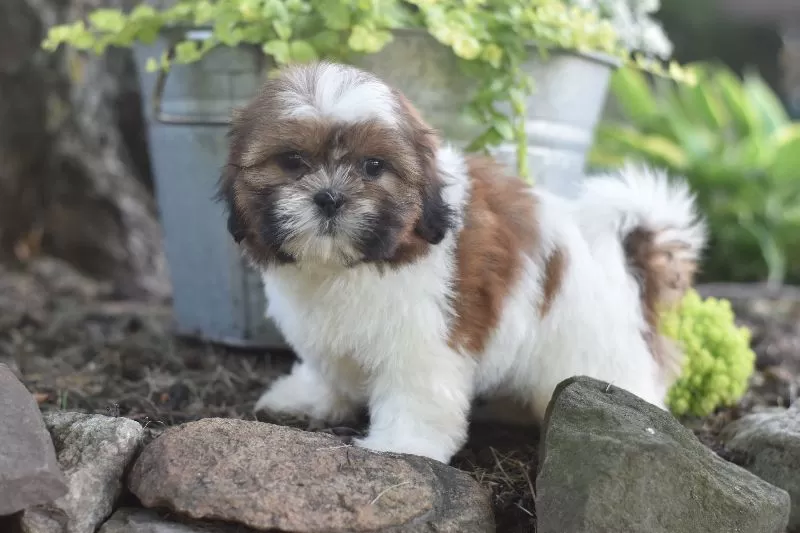 Puppy Name: Bella