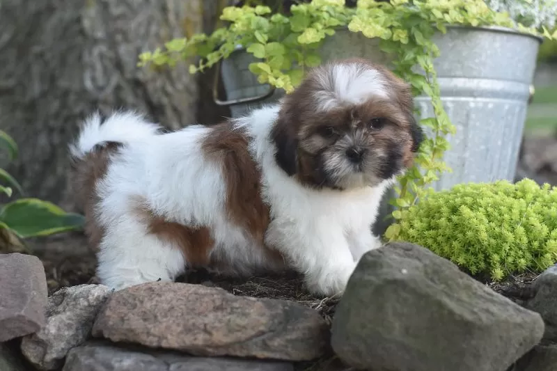 Bella