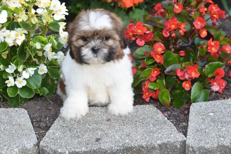 Bella