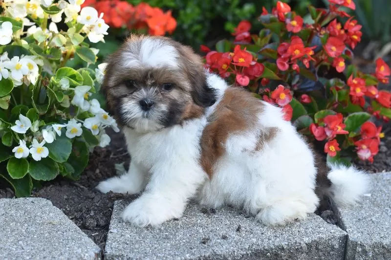 Bella