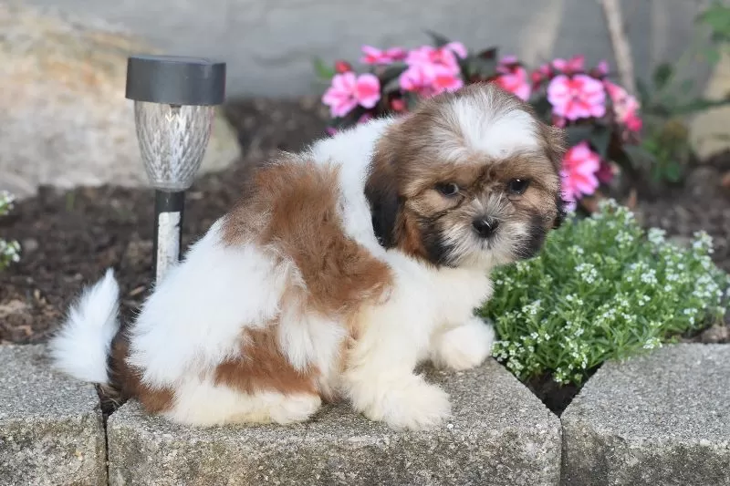Bella
