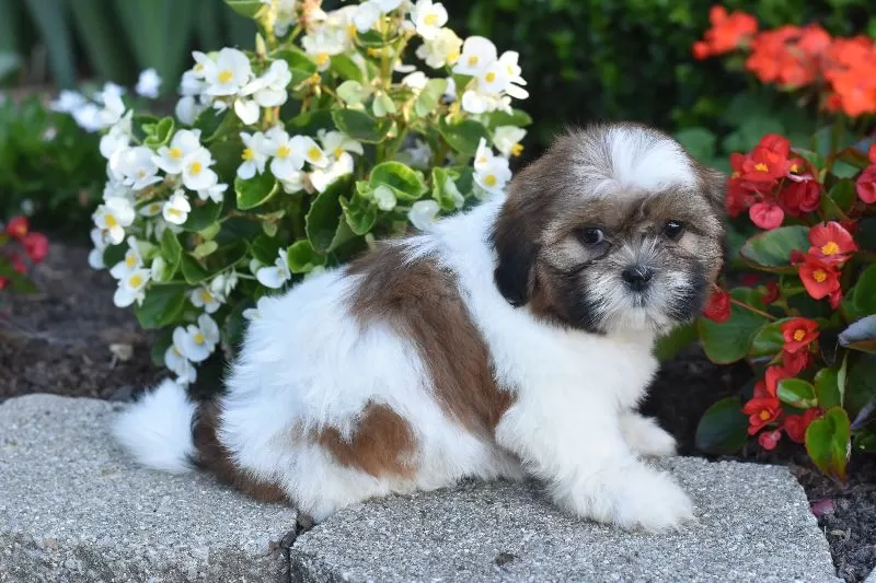 Bella