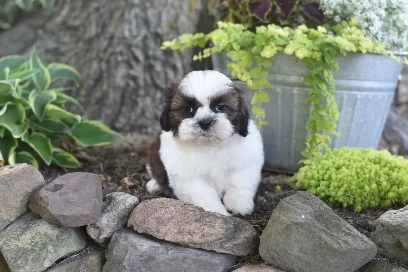 Puppy Name: Bailey