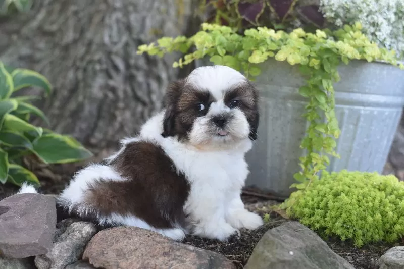 Bailey
