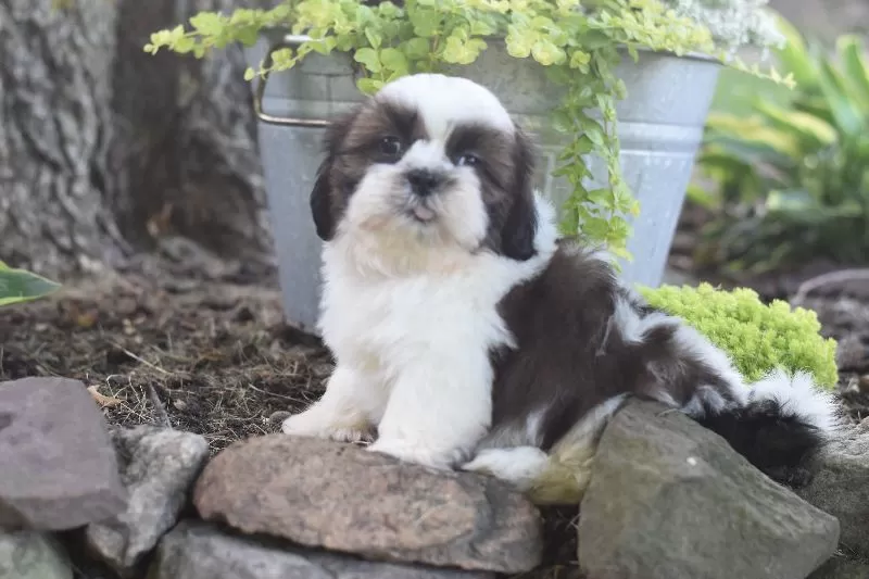 Bailey