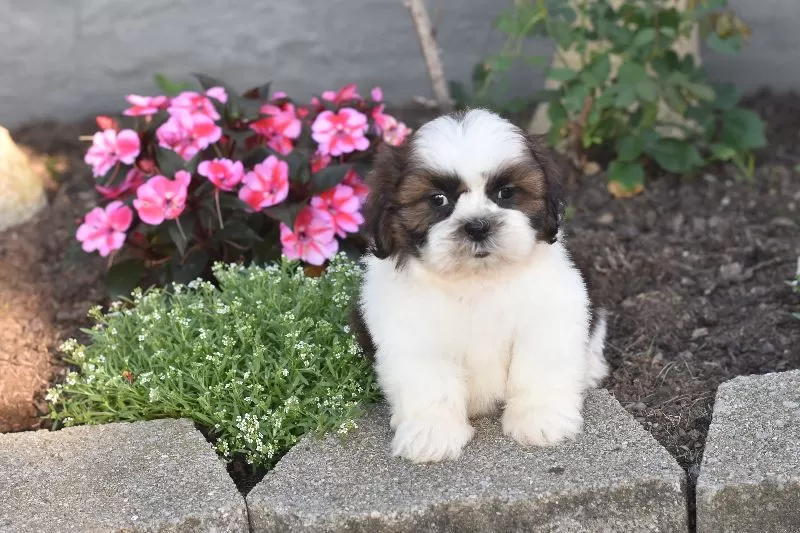 Bailey