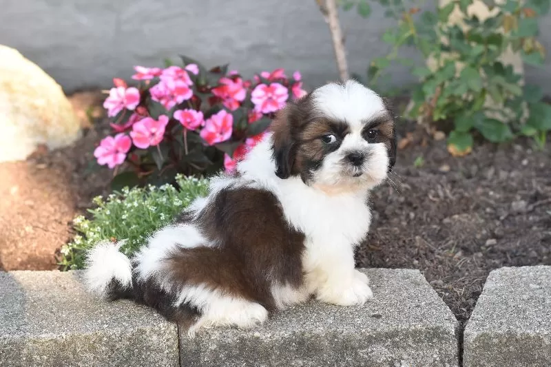 Bailey
