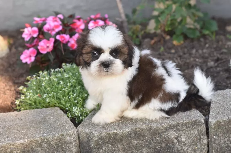 Bailey