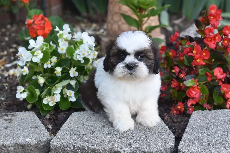 Bailey