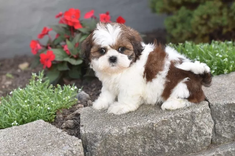 Puppy Name: Biscuit