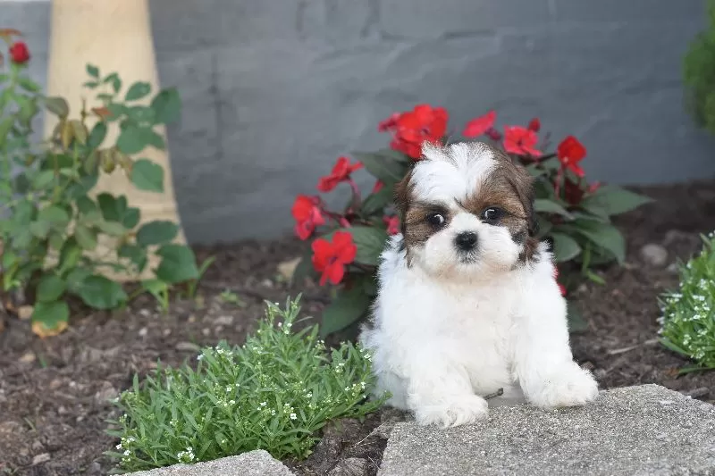 Biscuit