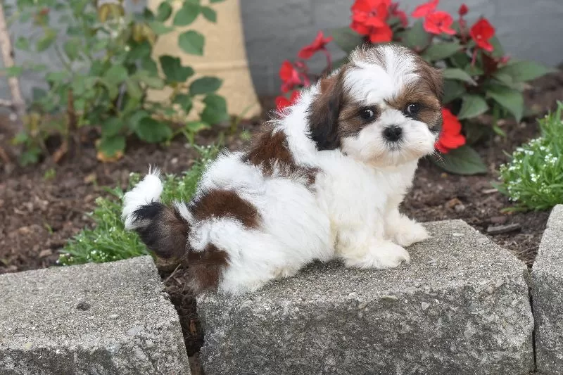 Biscuit