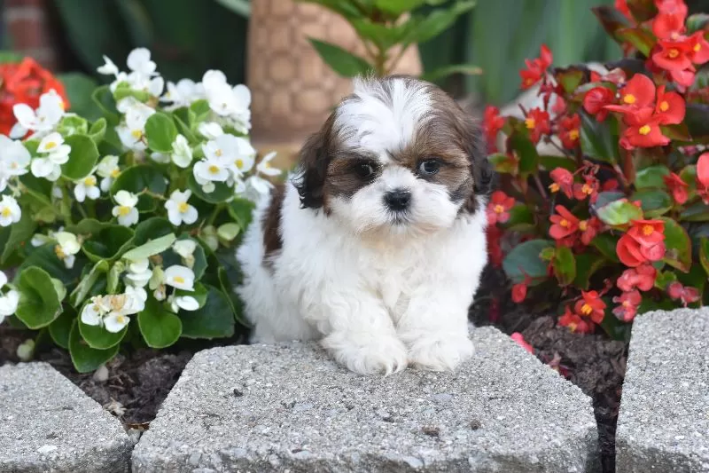 Biscuit