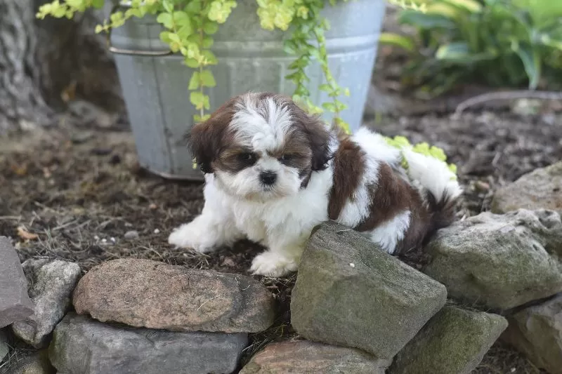 Biscuit
