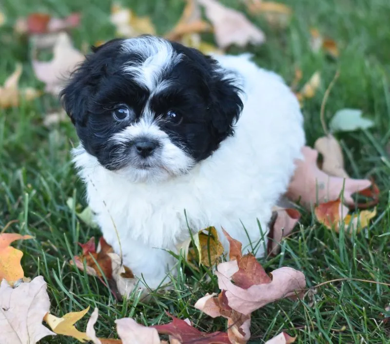 Puppy Name: Amy