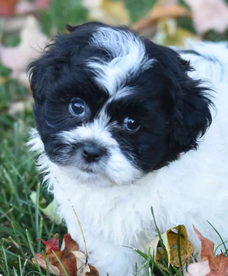 Amy