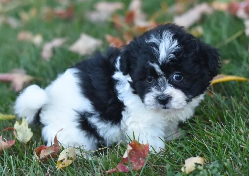 Arnellie
