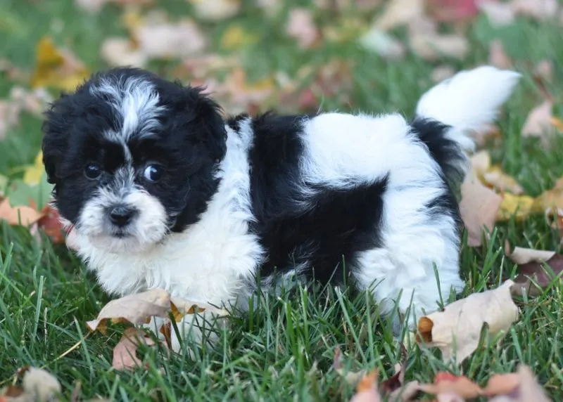 Arnellie
