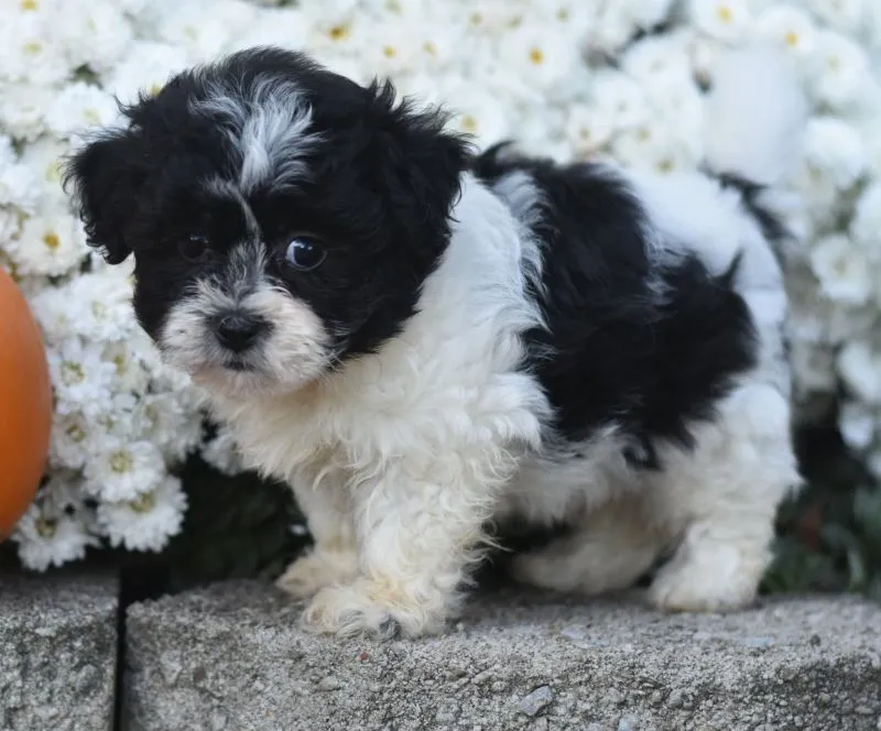 Arnellie