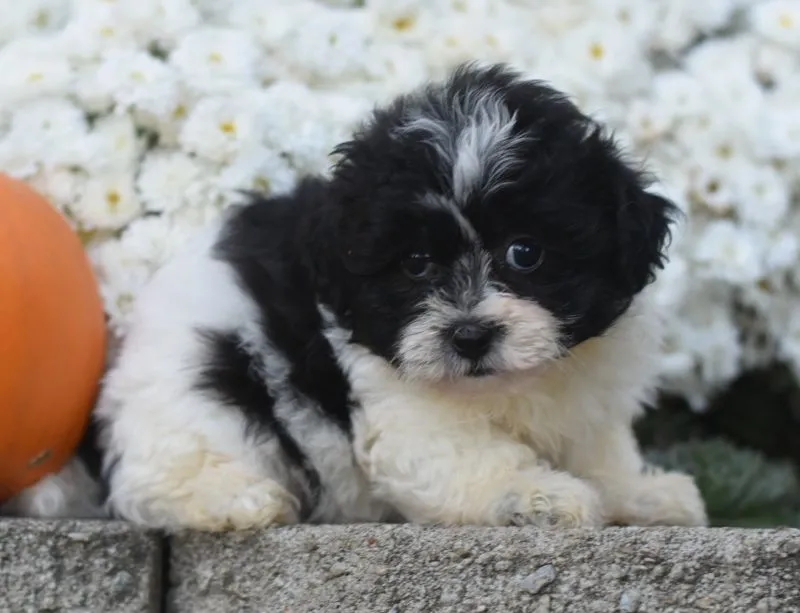 Arnellie