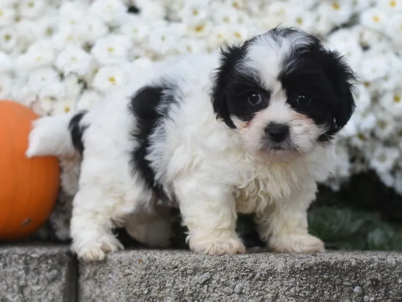 Puppy Name: Audi