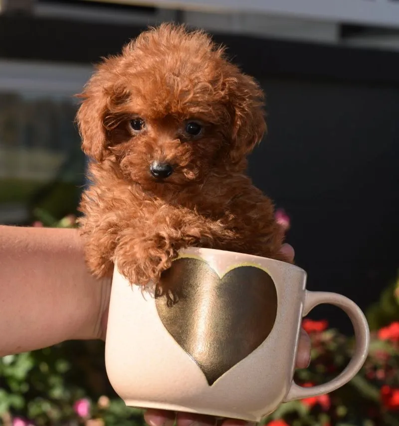 Puppy Name: Peanut
