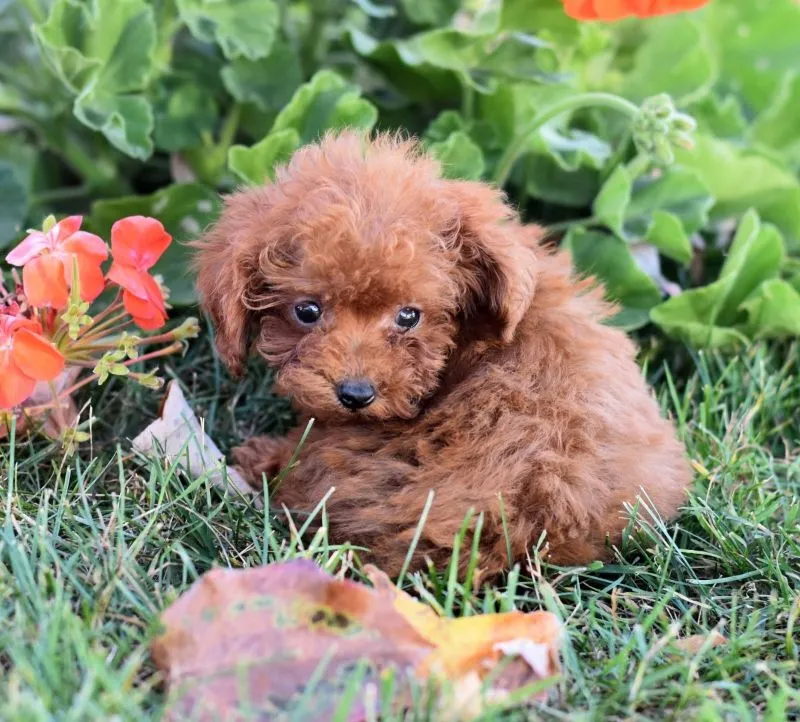 Peanut