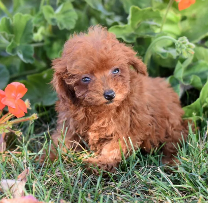 Peanut