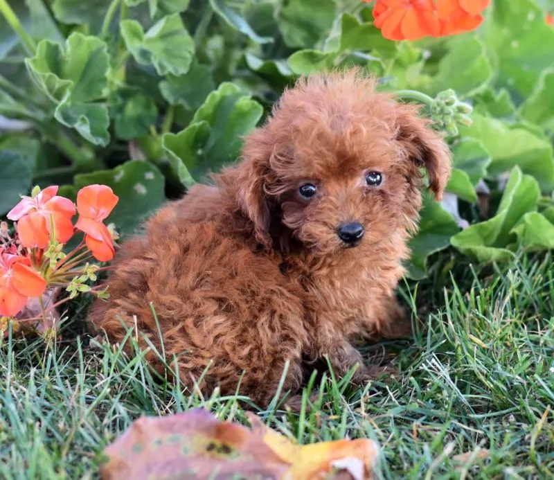 Peanut